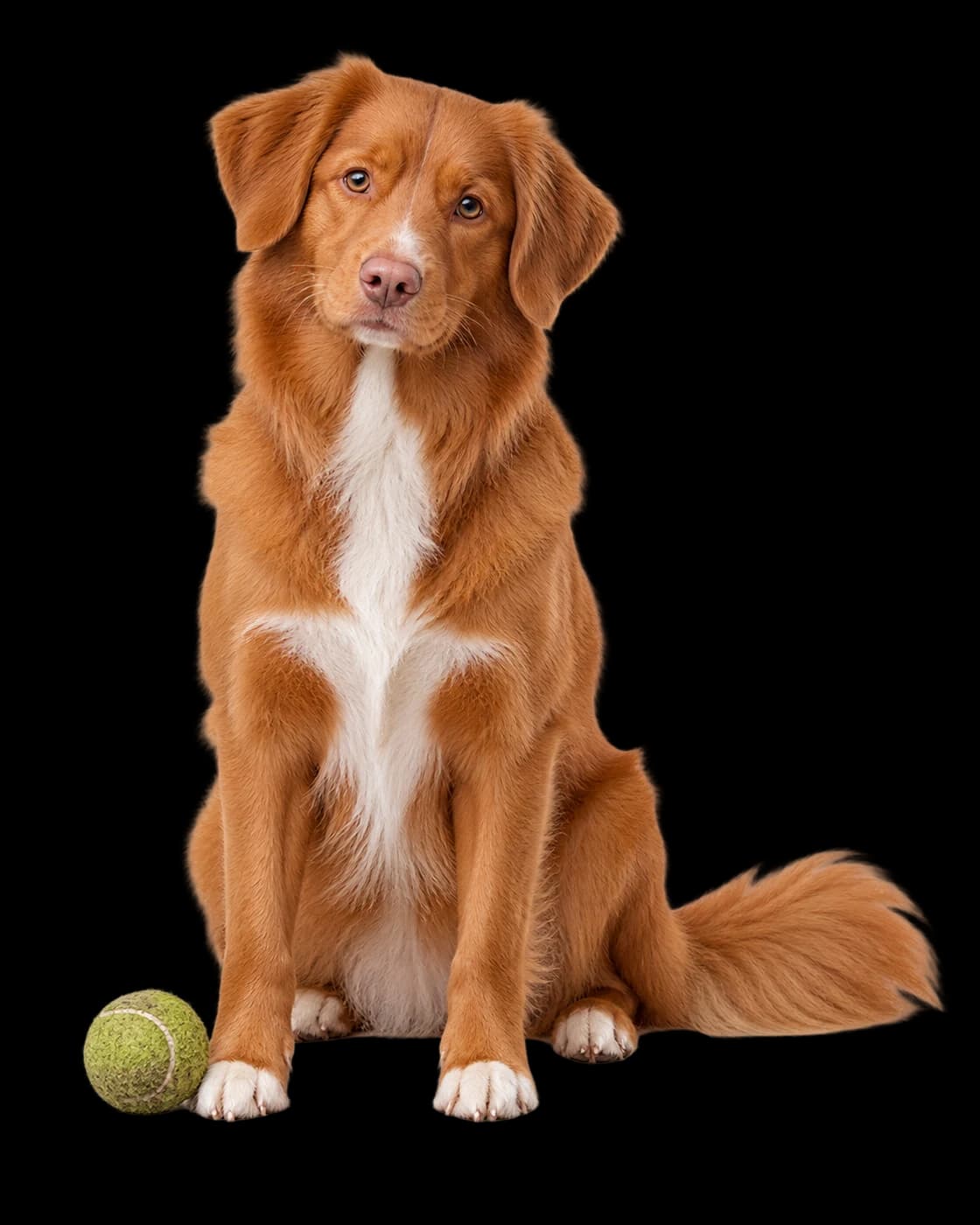 Illustration of a seated copper-coloured Toller